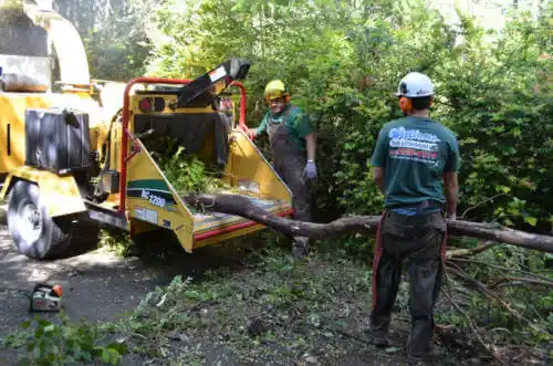 tree services Glenville